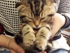 -李小姐の猫咖啡馆(五角场店)