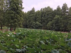 -东湖磨山景区
