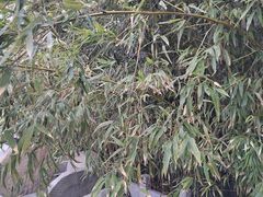 -南锣鼓巷