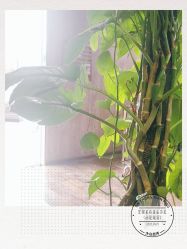 -东方美妍