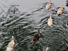 -台州府城(东湖)