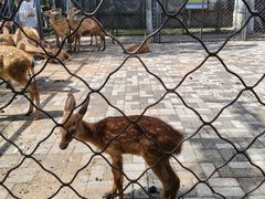 -长白岛森林公园