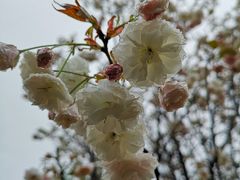 -天适樱花悠乐园