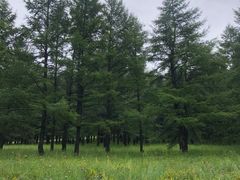 -塞罕坝国家级自然保护区