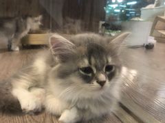 -宠物世家(仲盛世界商城店)