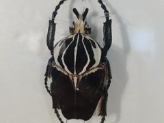 -上海昆虫博物馆