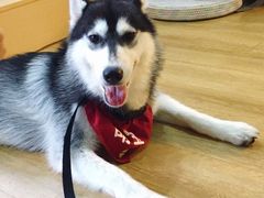 -Husky Go! 哈士奇体验馆·宠物咖啡厅狗咖