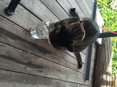 海边的猫和咖啡馆-海边的猫和咖啡馆