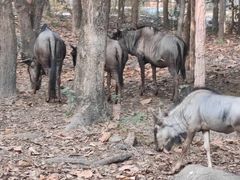 -清迈夜间动物园