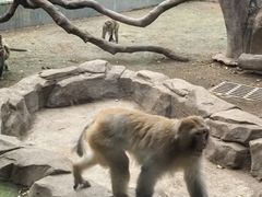 -深圳野生动物园