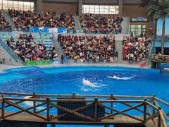 -海合安成都极地海洋公园
