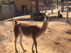 -石家庄市动物园