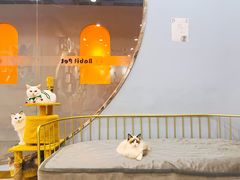 -BABIT巴比特宠物(MOMOPARK店)