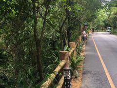 -西双版纳原始森林公园