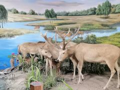 -北京麋鹿生态实验中心