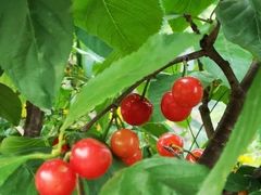 -樱桃山旅游景区