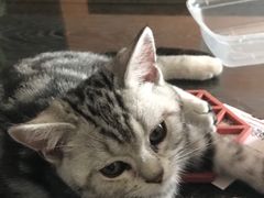 -lincat·猫舍(广州店)