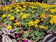 -海南热带雨林国家公园吊罗山景区