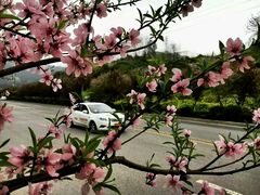 -乔森驾校(杨家坪总校)