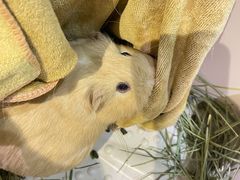 -雨林宠物医院 非犬猫异宠专科