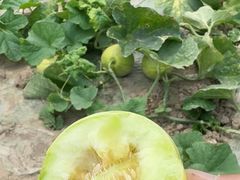 -南汇新场正宗水蜜桃采摘