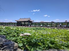 -莲花池公园
