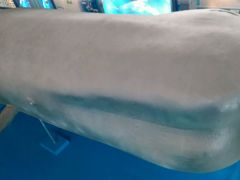 android_upload_pic-上海海洋大学鱼文化博物馆(军工路校区)