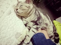 -菲丽丝宠物医院·24小时·猫科中心·免疫点(淮海分院)