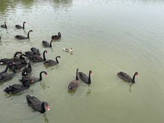 -池杉湖湿地公园