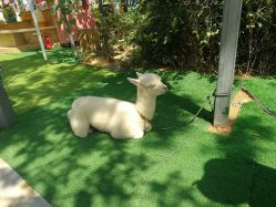 -萌宠亲子动物乐园(槐房万达店)