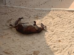 -深圳野生动物园