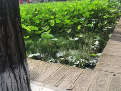 -四川大学(望江校区)