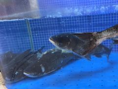 -香山湖渔家大院