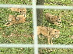 -合肥野生动物园