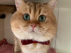 -喵的天空名猫咖啡馆·撸猫·猫舍·用品