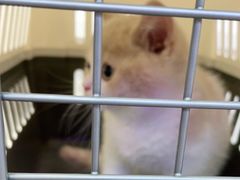-小猫来了·猫舍(红山六九七九店)