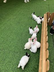 -萌宠亲子动物乐园(槐房万达店)