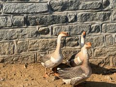 -清风小镇闯关东影视基地