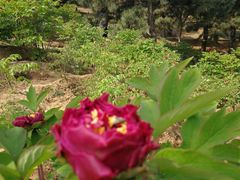 -北京西山国家森林公园