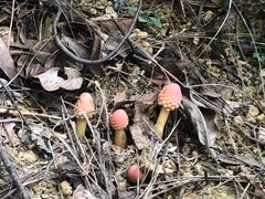 -梧桐山风景名胜区