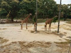 -深圳野生动物园