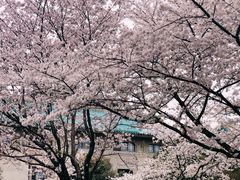 -武汉大学-樱园