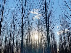 -大兴滨河森林公园