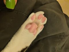 -Let's go狗咖·猫咖·奶狗·桌游(春熙路IFS店)
