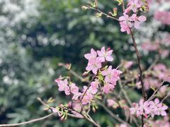-广州市白云山风景名胜区
