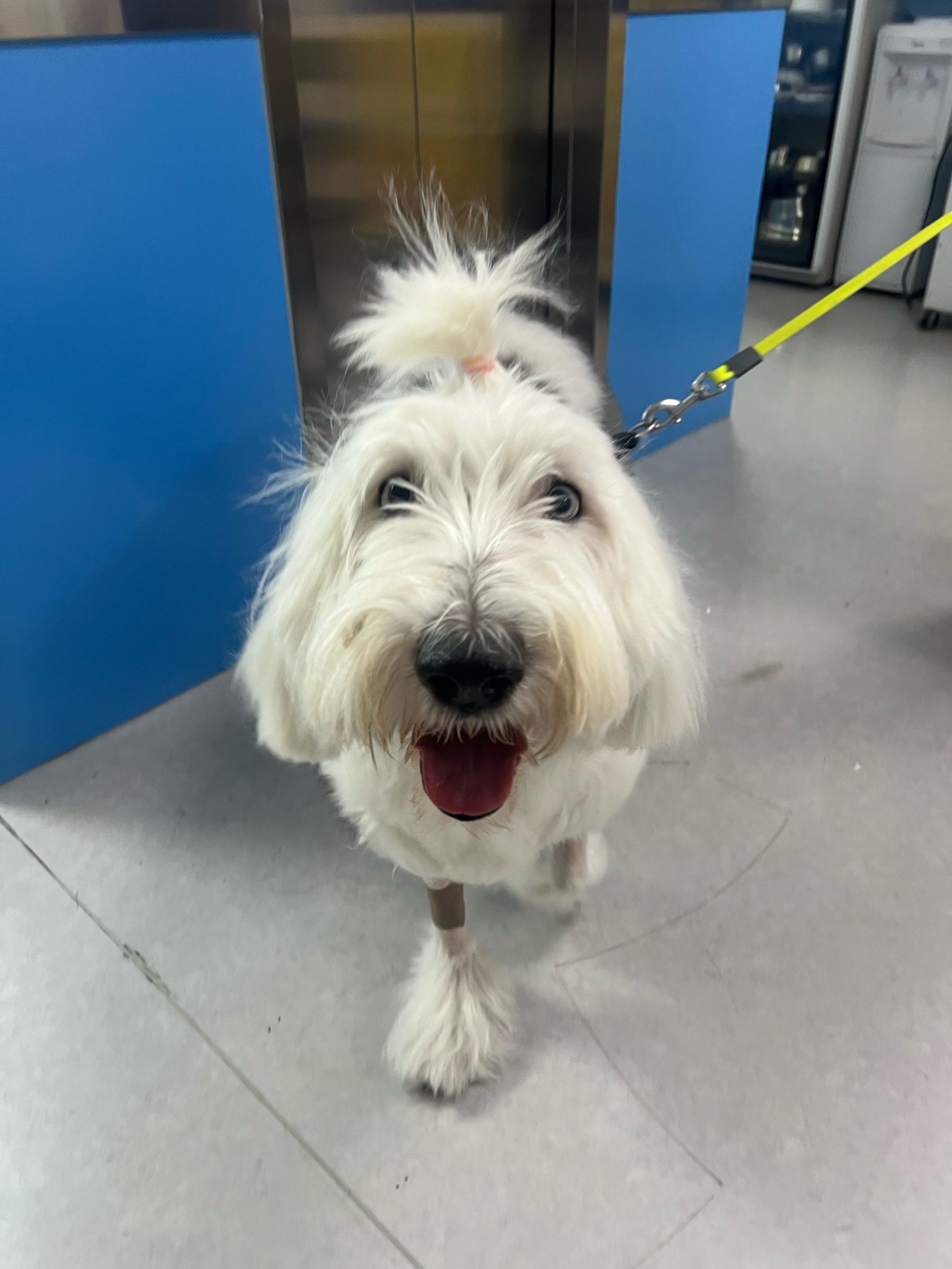 古式犬是一种独特而迷人的犬种它们通常拥