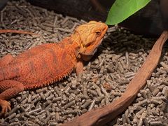 Godzilla--1F Coffee