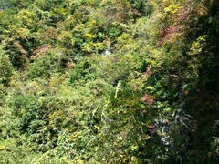 android_upload_pic-王顺山国家森林公园