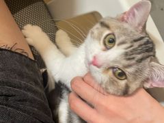 -lincat·猫舍(广州店)