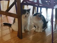 -Cappucimeow猫咪咖啡馆(韦伯时代店)